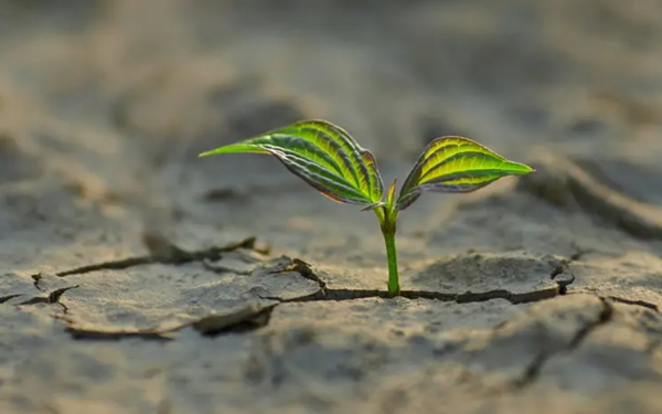 Small leaf sprouting out of dirt